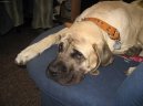 English Mastiff