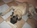 English Mastiff