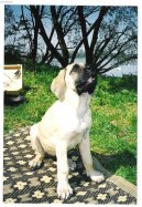 English Mastiff