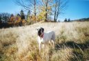 English Mastiff