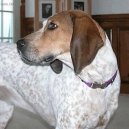 English Coonhound, Redtick Coonhound