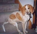 English Coonhound, Redtick Coonhound