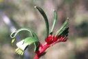 Anigozanthos