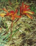 Anigozanthos