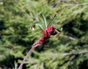 Anigozanthos