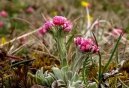 Antennaria dioica