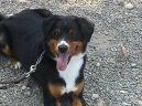 Appenzeller Sennenhund