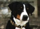 Appenzeller Sennenhund