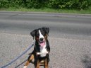 Appenzeller Sennenhund