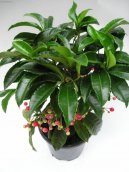 Ardisia