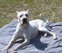 Dogo Argentino