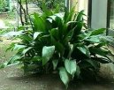 Aspidistra