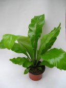 Asplenium trichomanes