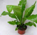 Pokojov rostliny: Kapradiny > Asplenium vlasov (Asplenium trichomanes)
