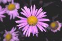 Aster alpinus