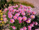 Aster alpinus