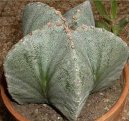 Pokojov rostliny: Nenron na pstovn > Astrophytum