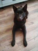 Australian Kelpie