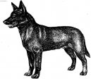 Australian Kelpie