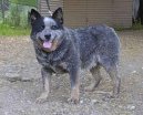 :  > Australsk honck pes (Australian Cattledog)