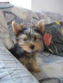 Ps plemena: Mal > Australsk silky terir (Australian Silky Terrier)