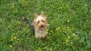 Ps plemena: Mal > Australsk terir (Australian Terrier)