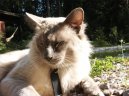 Koky: Aktivn > Balinska koka (Balinese Cat)