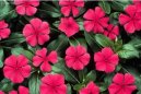 Catharanthus roseus