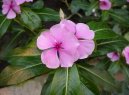 Catharanthus roseus