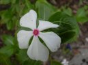 Catharanthus roseus