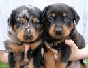 Ps plemena: Ovci a hont psi > Beauceron (Berger de Beauce, Bauce Shepherd)