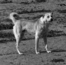 Bedouin Shepherd Dog