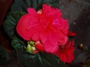 Begonia