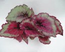 Begonia