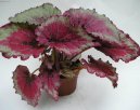 Begonia