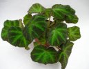 Begonia