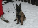 Ps plemena: Ovci a hont psi > Belgick ovk - Malinois (Chien de Berger Belge)