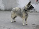 :  > Belgick ovk (Chien de Berger Belge)