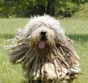 Cane da Pastore Bergamasco, Bergamese Shepherd