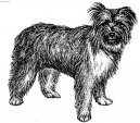 Pyrenean sheepdog long-haired \(Dog standard\)