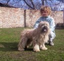 Pyrenean sheepdog long-haired \(Dog standard\)