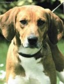 Beagle harrier \(Dog standard\)