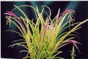 Billbergia