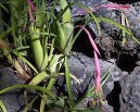 Billbergia