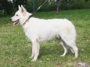 White swiss shepherd dog \\\\\(Dog standard\\\\\)