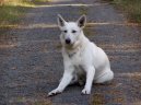 Berger Blanc Suisse, White Swiss Shepherd Dog