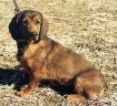 Alpine Dachsbracke