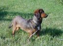 Alpine Dachsbracke