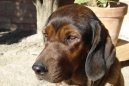 Alpine Dachsbracke