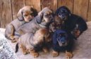 Alpine Dachsbracke